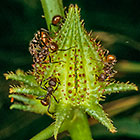 Ants on ?? (??) flower bud