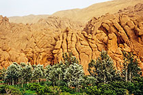 Trees & finger like rocks