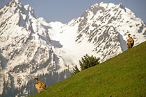 Himalayan vautours in pasture in front of Mahedeo mountain