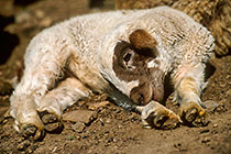 Young sheep laying at sunrise