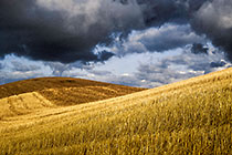 Wheat Field