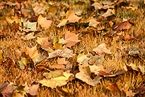 Maple (Acer sp) dead leaves on turf