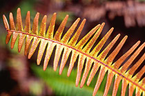 Fern (??) leaves