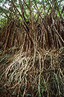 Roots