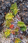 Fern (??) leaves