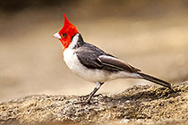 ?? (??) bird