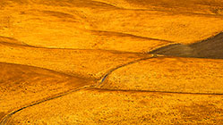 Golden Fields