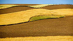Mosaic of wheat, soil & green fields