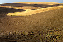 Furrows in curve & wheat fields