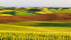 Wheat Fields