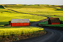 Red Barns