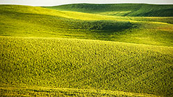 Green Fields