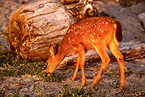 Deer baby in front of fir trunks at sunset