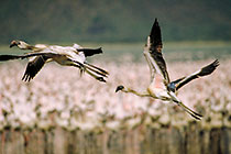 flamingo birds flying off & on lake Bogoria