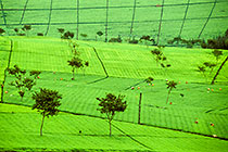 Tea Land