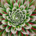 Lobelia
