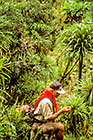 Paul looking at lobelia in forest