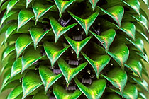 lobelia inflorescence, detail of flowers