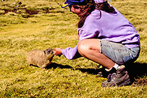 Petra feeding rock hyrax (just after having been bitten)
