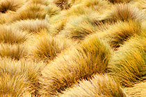 Grass