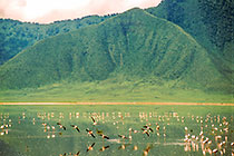 lake w flamingo birds + green escarpment
