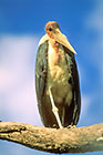Marabou