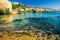 penguins swimming in sea + laminaria on seashore + rocks