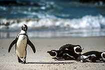 penguins + beach + sea