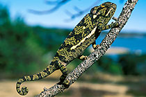 chameleon climbing on branch + lake