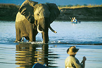 elephant crossing & people kayaking on Zambezi river