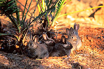 young rabbits near nest
