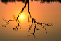 dead trees in lake + reflection in water at sunset