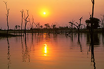 dead trees in lake + reflection in water at sunset