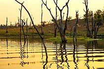 dead trees in lake + reflection in water at sunset