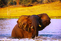 young elephant reacting aggressively while swimming in lake