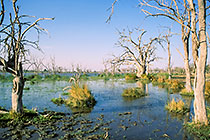 dead trees around water pond w grass