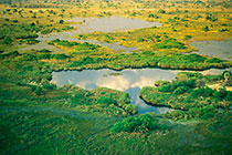 water ponds in green savana