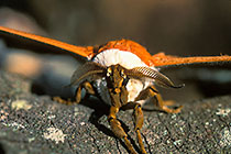 moth on rock