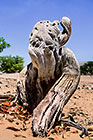 dead trunck standy in sandy & rocky desert