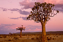 quiver tree trunck & branches at sunset