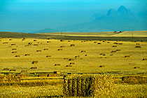 wheat blocks in fields + mts in haze