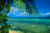 palm tree leaves + fishermen in boat + boats in bay at low tide + sea + clouds