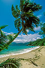 beach + palm trees + waves + sea + clouds