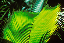 green palm tree leave w fingerlike tips in sunshine in palm tree forest