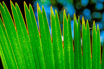 green palm tree leave w fingerlike tips in sunshine in palm tree forest