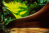 dry & green palm tree leaves in sunshine in palm tree forest