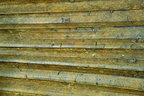 dry palm tree leave structure w fungi stains