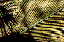 coco de mer palm tree leave w shade effect