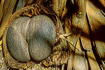 coco de mer seed on dry fruit & on dry palm tree leaves