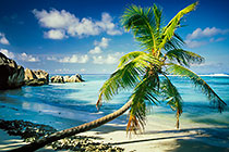 palm tree on beach + reef at low tide + sea + clouds